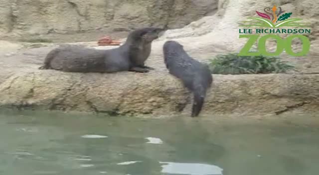 Otter Babies
