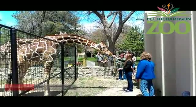 Giraffe Encounters