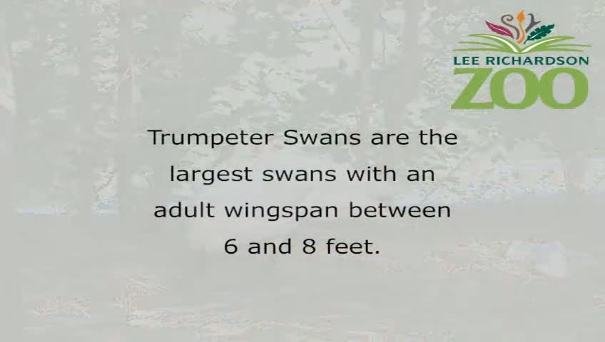 Swan Cygnets