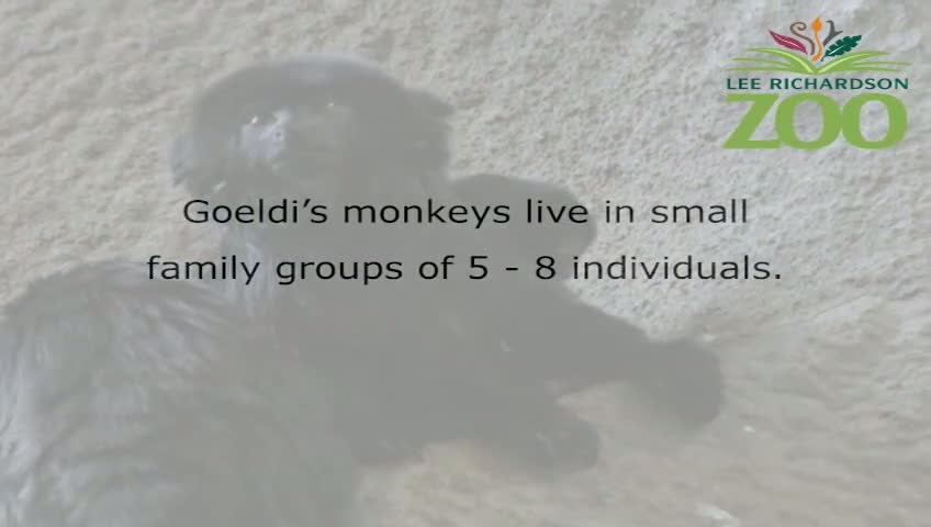 Goeldi's monkey baby