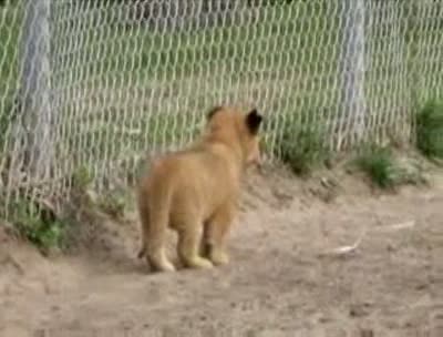 Lion Cubs