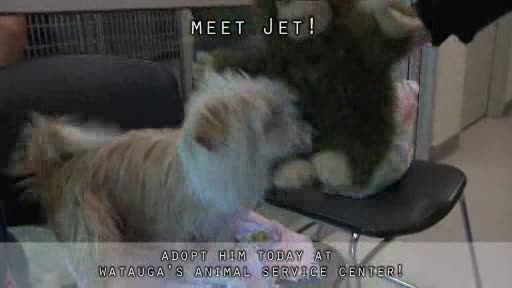 Pet of the Week February 8, 2012