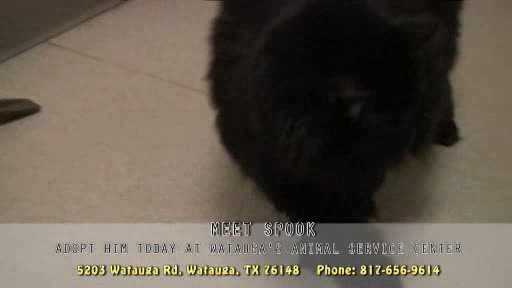 Pet of the Week - February 15, 2012