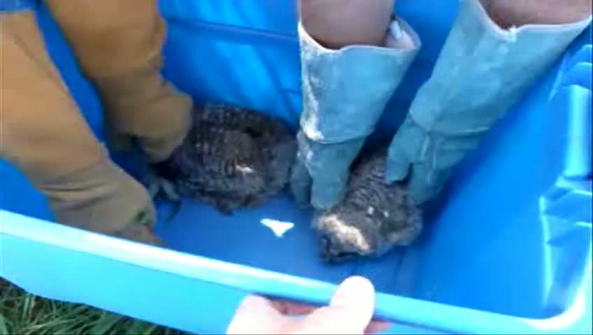 Misc Videos