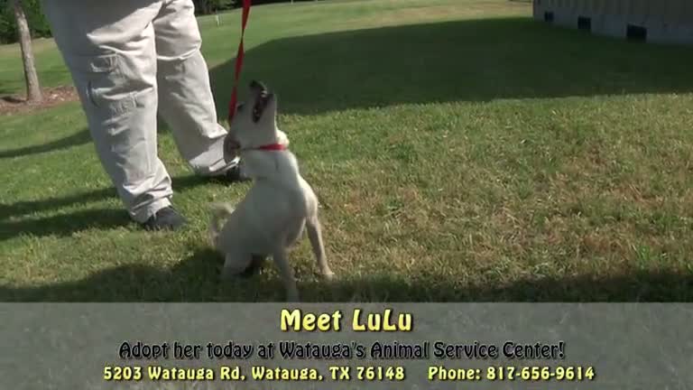 Pet of the Week - May 16, 2012